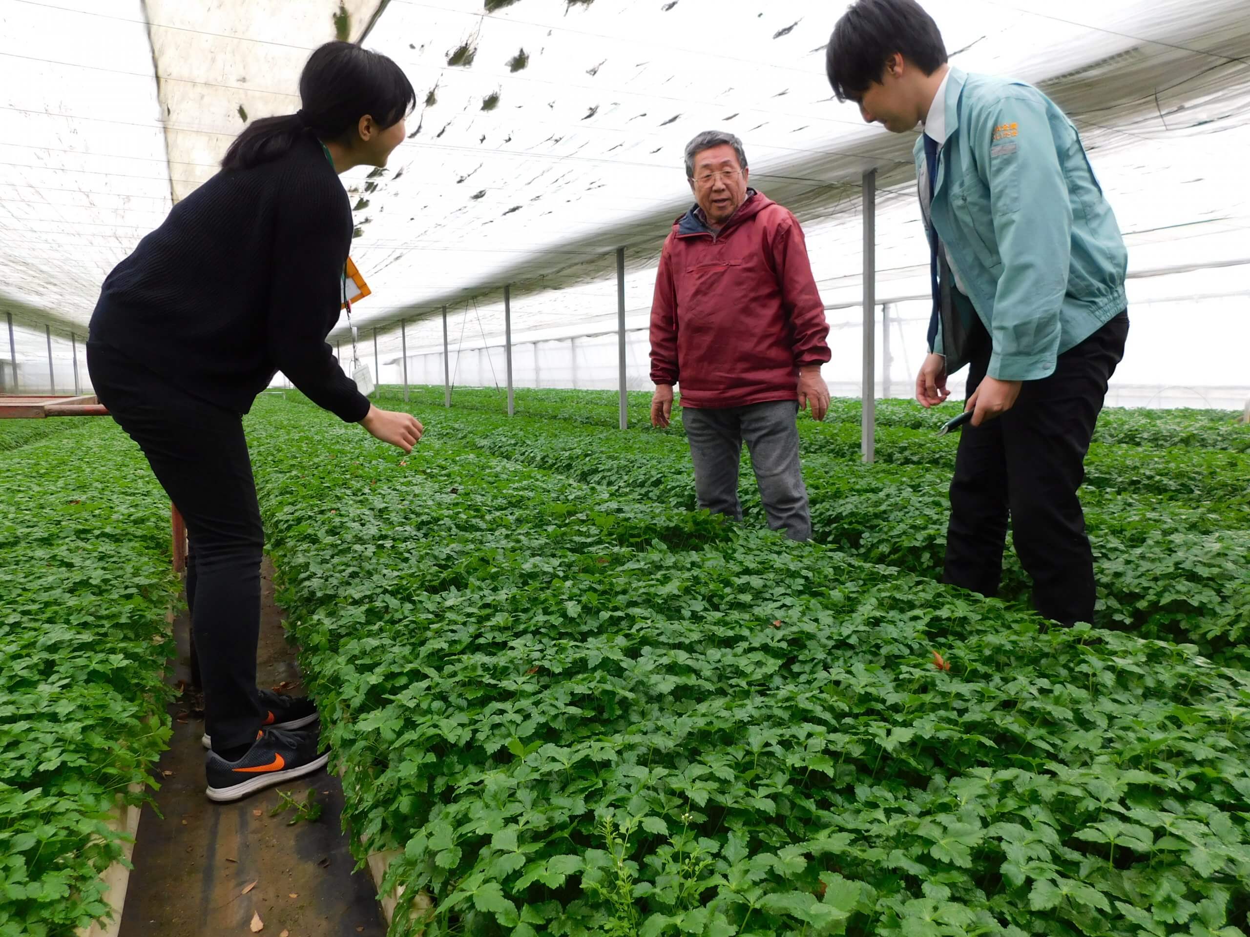 正月用三つ葉を出荷～川里園芸組合～ | JAほくさい