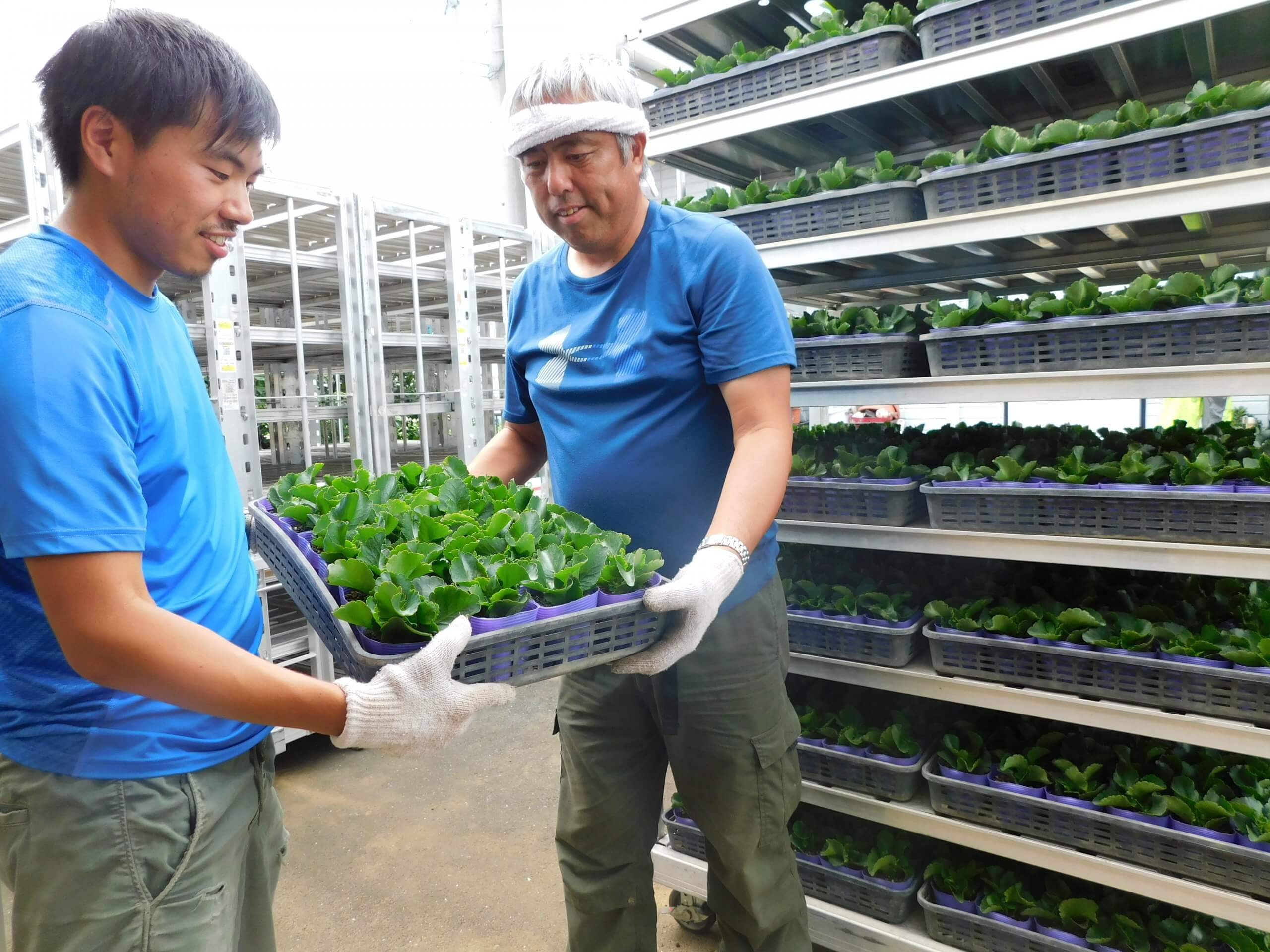 花苗を「山上げ」 | JAほくさい