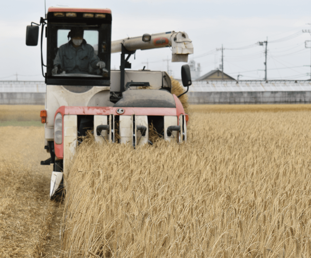 ビールムギ - 良質・多収穫の実践 限定醸造】草むらクラフト2024 檜薫（ひのきかおる） | Tambaji